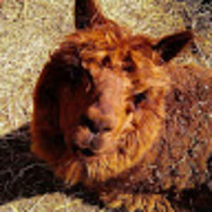 Meet your Posher, Joey